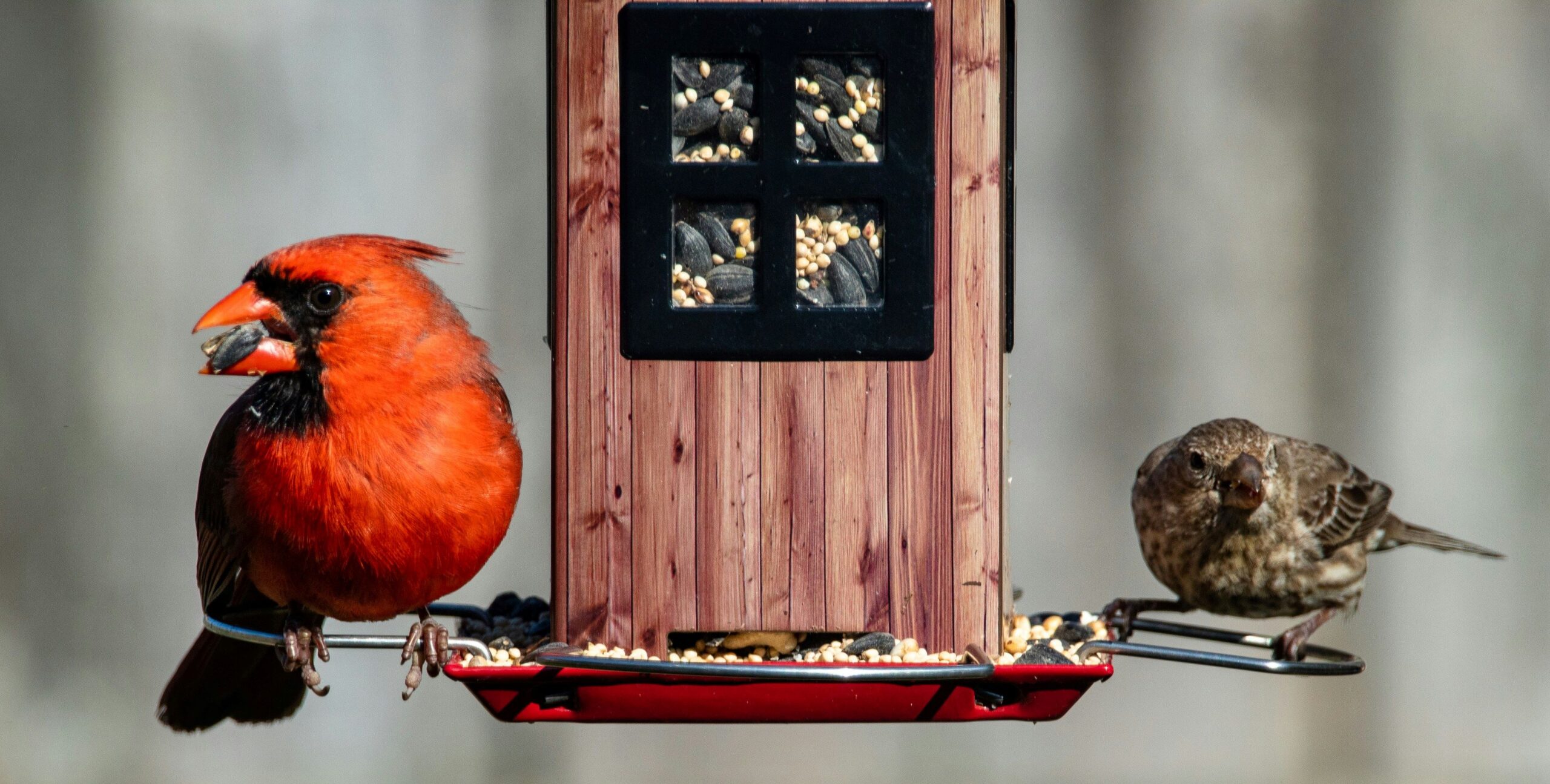 Zwei Vögel essen von Futterstelle im Garten