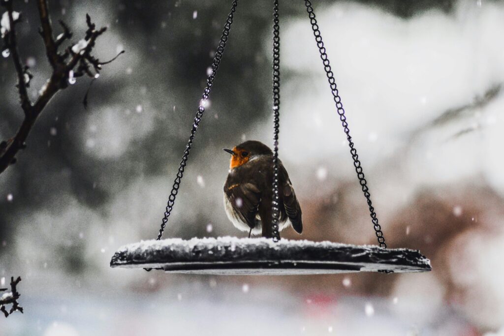 Vogel steht auf einer Futterstelle im Garten