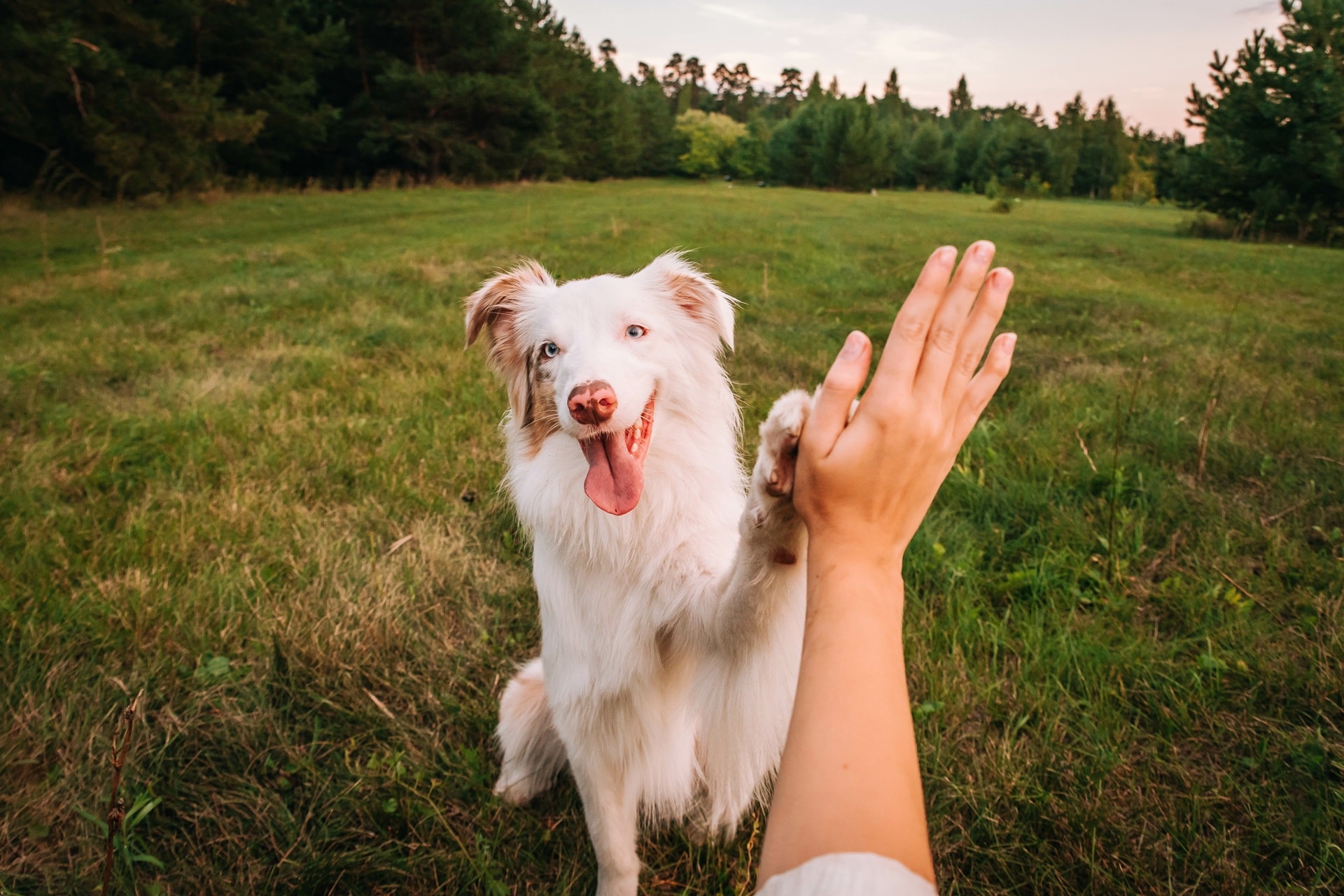 Hund gibt Pfote auf Wiese als Geste der Bindung | Hundefutter für nierenkranke Hunde