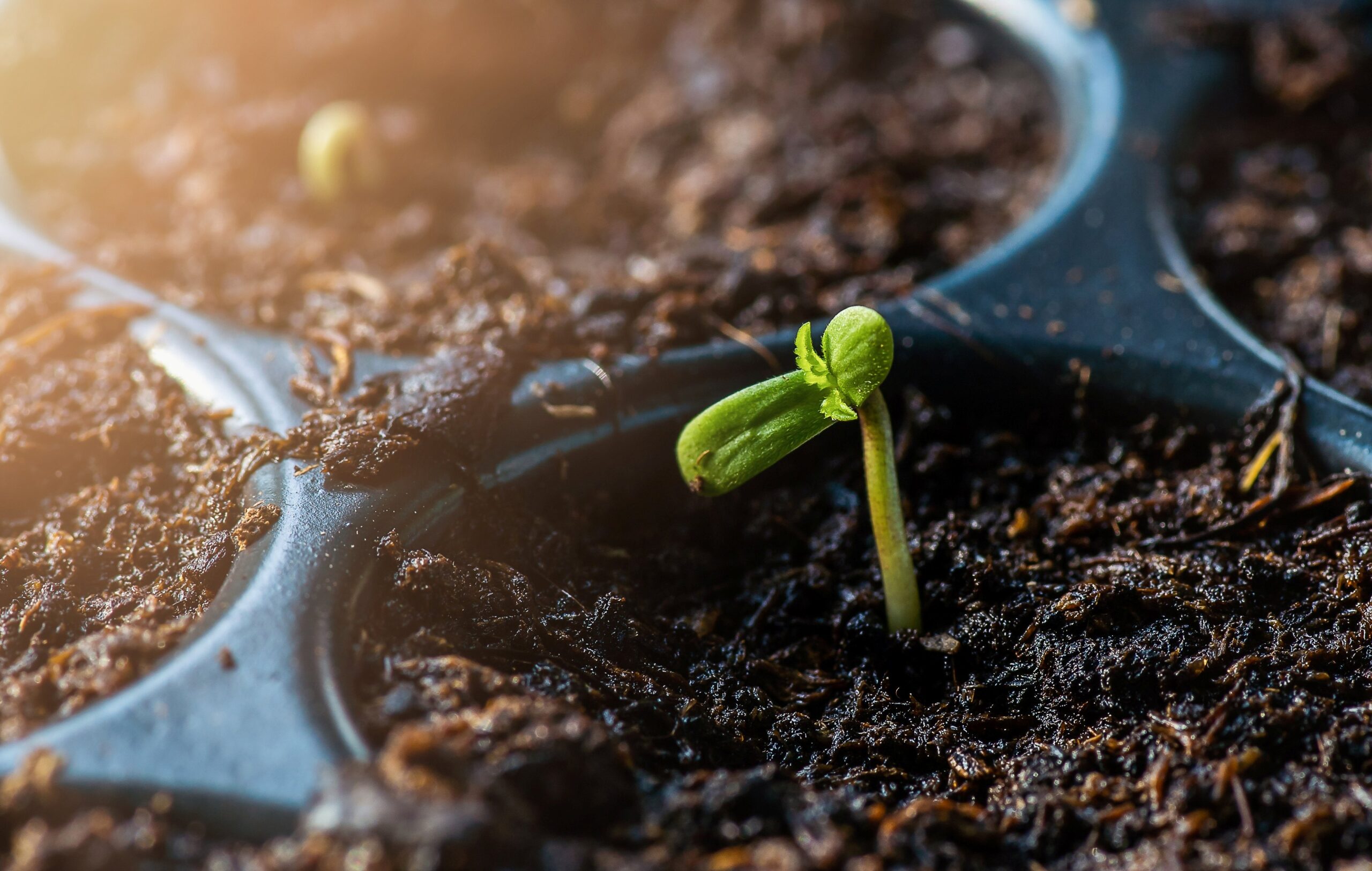 Cannabis Samen_bei Ganja Farmer