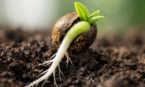 Die Grundlage für deinen Erfolg: So wächst aus einem winzigen Punkt eine starke Pflanze